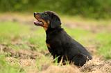 BEAUCERON - PUPPIES 280